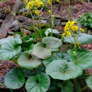 Leopard Plant (Farfugium gigantea) Live Plant - 1 Gallon Potted Perennial - Image 1