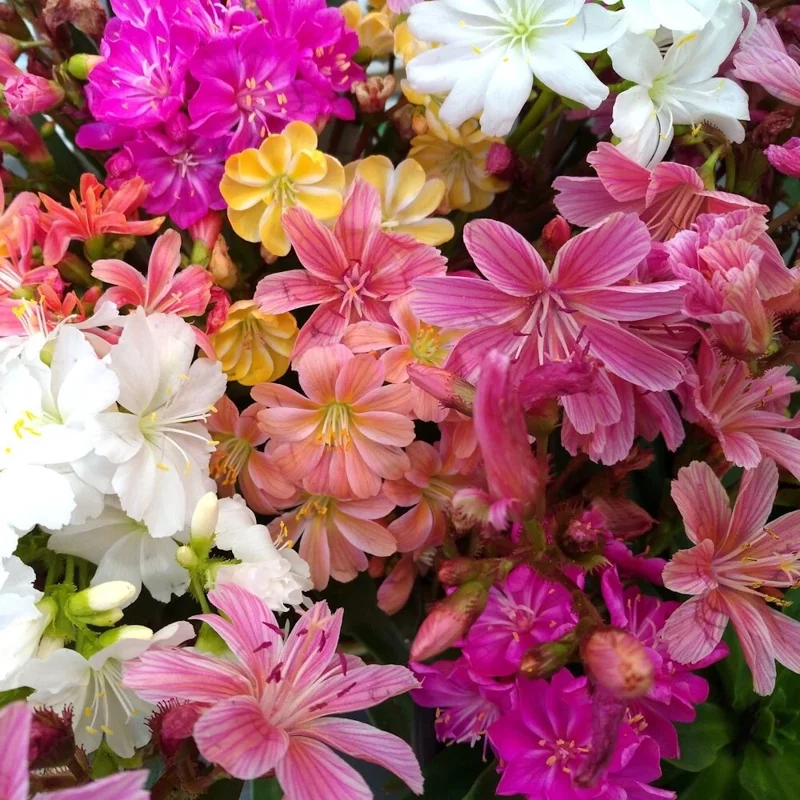 Lewisia 'Rainbow Mix' Succulent Live Starter Plant - Hardy & Colorful - Image 2
