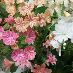 Lewisia 'Rainbow Mix' Succulent Live Starter Plant - Hardy & Colorful - Image 3