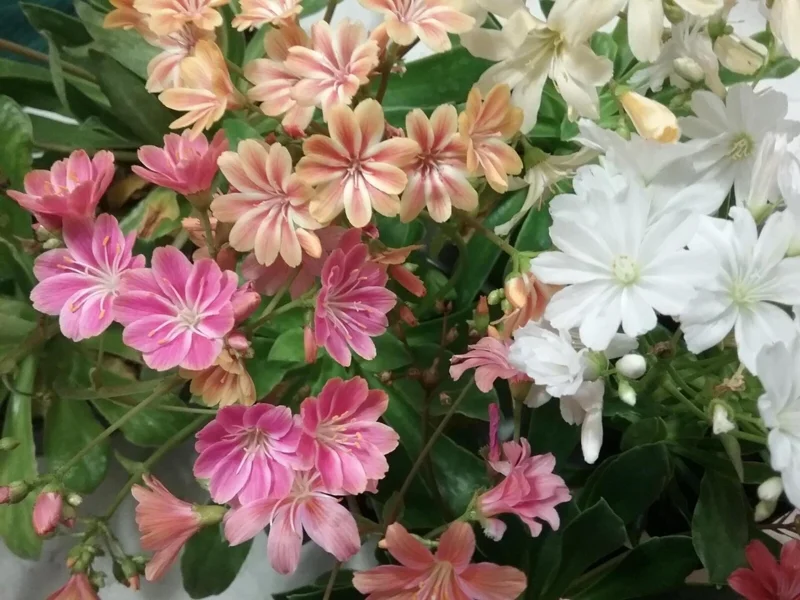 Lewisia 'Rainbow Mix' Succulent Live Starter Plant - Hardy & Colorful - Image 3