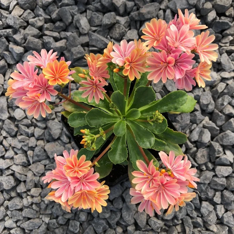 Lewisia 'Rainbow Mix' Succulent Live Starter Plant - Hardy & Colorful - Image 4