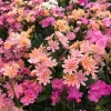 Lewisia 'Rainbow Mix' Succulent Live Starter Plant - Hardy & Colorful - Image 1