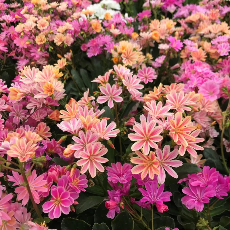 Lewisia 'Rainbow Mix' Succulent Live Starter Plant - Hardy & Colorful - Image 1