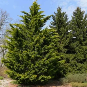 Leyland Cypress Tree – Live Plant – Fast Growing Privacy Evergreen - Image 1