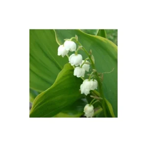 Lily of the Valley Live Plant – Shade Perennial Ground Cover – 5.25" Pot - Image 1