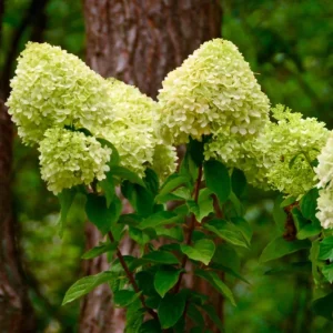 Limelight Hydrangea Live Plant - 2.5 Inch Pot - Cold-Hardy Panicle Shrub - Image 3
