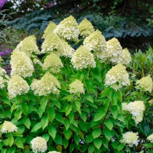 Limelight Hydrangea Live Plant - 2.5 Inch Pot - Cold-Hardy Panicle Shrub - Image 4