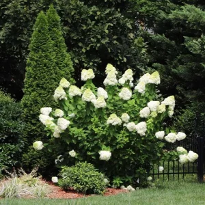 Limelight Hydrangea Live Plant - 2.5 Inch Pot - Cold-Hardy Panicle Shrub - Image 5
