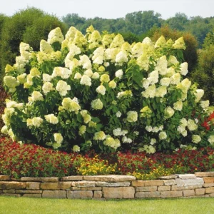 Limelight Hydrangea Live Plant - 2.5 Inch Pot - Cold-Hardy Panicle Shrub - Image 6