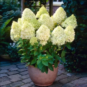 Limelight Hydrangea Live Plant - 2.5 Inch Pot - Cold-Hardy Panicle Shrub - Image 7
