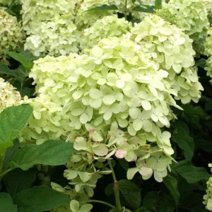 Limelight Hydrangea Live Plant - 2.5 Inch Pot - Cold-Hardy Panicle Shrub - Image 8