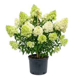 Limelight Hydrangea Live Plant - 2.5 Inch Pot - Cold-Hardy Panicle Shrub - Image 1