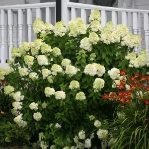 Limelight Hydrangea Live Plant - 2.5 Inch Pot - Cold-Hardy Panicle Shrub - Image 9