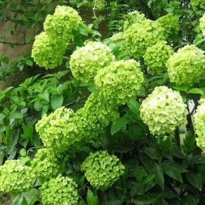 Limelight Hydrangea Seeds - 5 Perennial Flower Seeds for Garden - Image 23