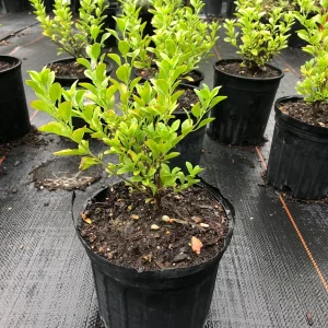 Lipstick Salvia Greggi Live Plant – 1 Gallon – Outdoor Shrub - Image 2