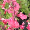 Lipstick Salvia Greggi Live Plant – 1 Gallon – Outdoor Shrub - Image 1