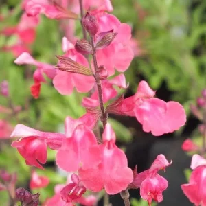 Lipstick Salvia Greggi Live Plant – 1 Gallon – Outdoor Shrub - Image 1