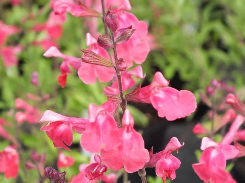 Lipstick Salvia Greggi Live Plant – 1 Gallon – Outdoor Shrub - Image 1