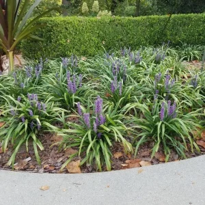 Liriope Muscari 'Giant' Live Plant – 1 Gallon Pot – Outdoor Perennial - Image 2