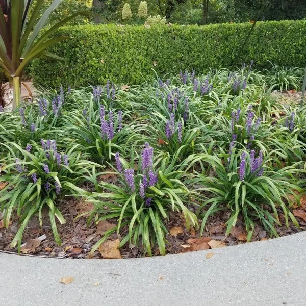 Liriope Muscari 'Giant' Live Plant – 1 Gallon Pot – Outdoor Perennial - Image 2