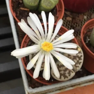 Lithops Living Stones Live Plant – 2 inch Pot – Indoor Succulent - Image 2