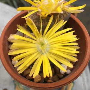 Lithops Living Stones Live Plant – 2 inch Pot – Indoor Succulent - Image 3