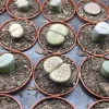 Lithops Living Stones Live Plant – 2 inch Pot – Indoor Succulent - Image 1