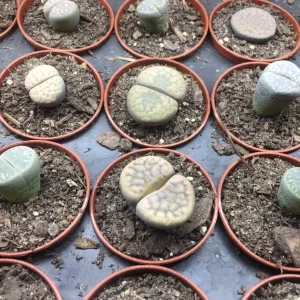 Lithops Living Stones Live Plant – 2 inch Pot – Indoor Succulent - Image 1