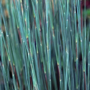 Little Bluestem 'Prairie Blues' Live Plant – Schizachyrium scoparium – Ornamental Grass – Starter Plant - Image 2