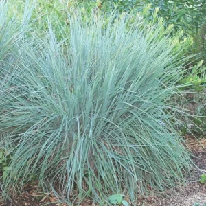 Little Bluestem 'Prairie Blues' Live Plant – Schizachyrium scoparium – Ornamental Grass – Starter Plant - Image 3
