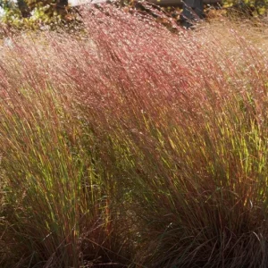 Little Bluestem 'Prairie Blues' Live Plant – Schizachyrium scoparium – Ornamental Grass – Starter Plant - Image 4
