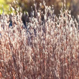 Little Bluestem 'Prairie Blues' Live Plant – Schizachyrium scoparium – Ornamental Grass – Starter Plant - Image 5