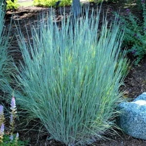 Little Bluestem 'Prairie Blues' Live Plant – Schizachyrium scoparium – Ornamental Grass – Starter Plant - Image 1