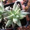 Little Jewel Succulent Live Plant - Pachyveria Haageii v. Compactum - Indoor/Outdoor - Image 1