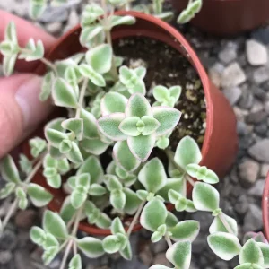 Little Missy Sedum Stonecrop Live Plant - Compact Succulent for Gardens - Image 2