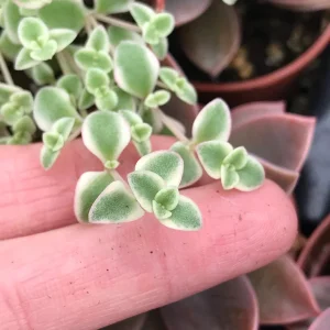 Little Missy Sedum Stonecrop Live Plant - Compact Succulent for Gardens - Image 3