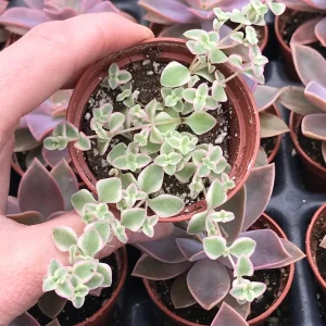Little Missy Sedum Stonecrop Live Plant - Compact Succulent for Gardens - Image 4