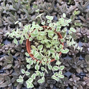 Little Missy Sedum Stonecrop Live Plant - Compact Succulent for Gardens - Image 5