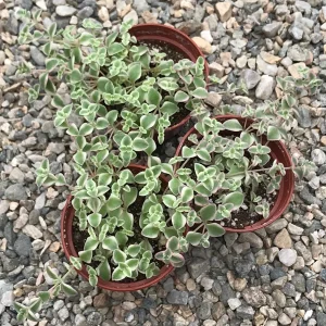 Little Missy Sedum Stonecrop Live Plant - Compact Succulent for Gardens - Image 6
