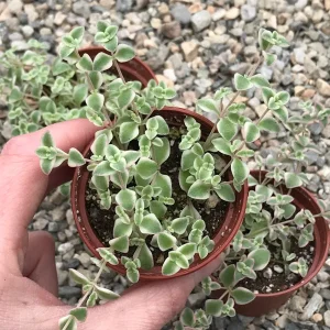 Little Missy Sedum Stonecrop Live Plant - Compact Succulent for Gardens - Image 7