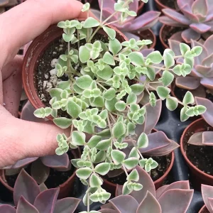 Little Missy Sedum Stonecrop Live Plant - Compact Succulent for Gardens - Image 1