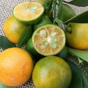 Live Calamansi Plant - Calamondin Citrus Tree - Indoor/Outdoor Fruit Plant - Image 3