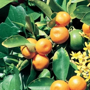 Live Calamansi Plant - Calamondin Citrus Tree - Indoor/Outdoor Fruit Plant - Image 4
