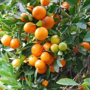 Live Calamansi Plant - Calamondin Citrus Tree - Indoor/Outdoor Fruit Plant - Image 5