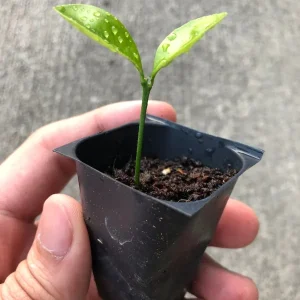 Live Calamansi Plant - Calamondin Citrus Tree - Indoor/Outdoor Fruit Plant - Image 6