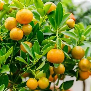 Live Calamansi Plant - Calamondin Citrus Tree - Indoor/Outdoor Fruit Plant - Image 1