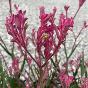 Live Dwarf Pink Kangaroo Paw Plant - Anigozanthos Bush Pearl - 1 Gallon Potted - Image 1