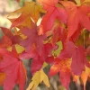 Live Sweet Gum Tree – Brilliant Fall Color, Unique Star-Shaped Leaves, Outdoor - Image 1