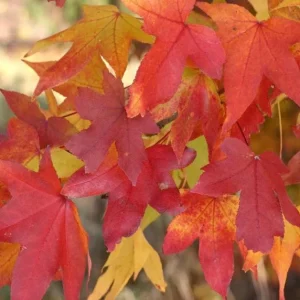 Live Sweet Gum Tree – Brilliant Fall Color, Unique Star-Shaped Leaves, Outdoor - Image 1