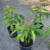 Live White Sapote Seedling Plant - 1 Gallon Nursery Pot, Established Rooted Fruit Tree - Image 1